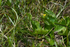 Cicendia quadrangularis