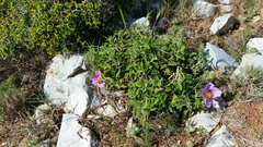 Cistus creticus creticus