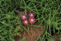Delosperma multiflorum