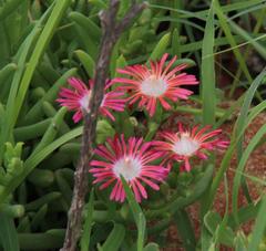 Delosperma multiflorum
