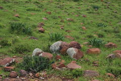 Delosperma multiflorum