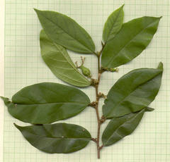 Celtis mildbraedii