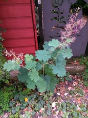 Macleaya