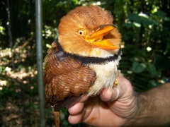 Bucco capensis