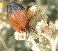 Lycus ampliatus