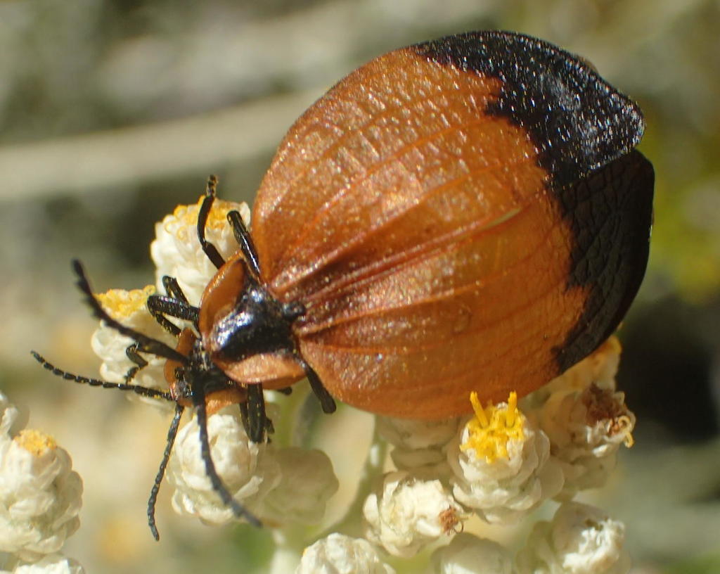 Lycus ampliatus