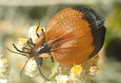 Lycus ampliatus