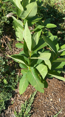 Asclepias syriaca