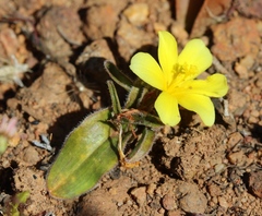 Moraea luteoalba