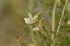 Vicia ervilia
