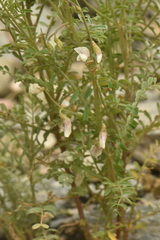 Vicia ervilia