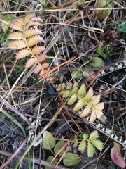 Argentina anserina