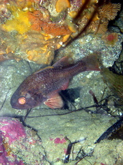 Vincentia conspersa