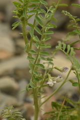 Vicia ervilia