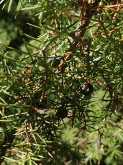 Juniperus