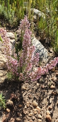 Erica setacea