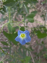 Ipomoea cardiophylla