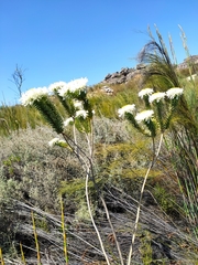 Lachnaea filamentosa