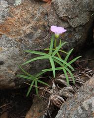 Oxalis smithiana