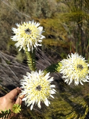 Lachnaea filamentosa