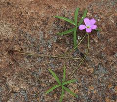 Oxalis smithiana