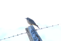 Cinclodes patagonicus