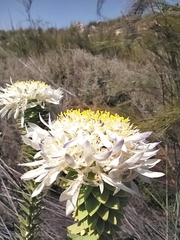 Lachnaea filamentosa