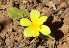 Moraea luteoalba
