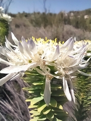 Lachnaea filamentosa