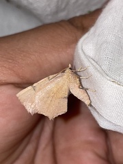 Slossonia rubrotincta