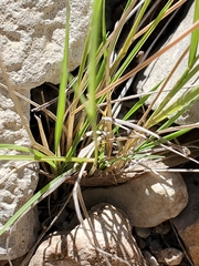 Bouteloua uniflora