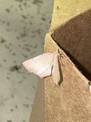 Slossonia rubrotincta