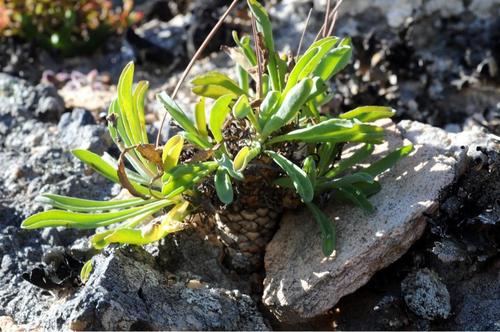 Othonna lepidocaulis Schltr. 2