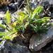 Othonna lepidocaulis 2