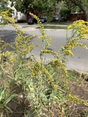 Solidago
