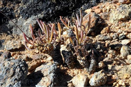 Othonna lepidocaulis Schltr. 3