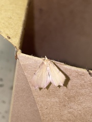 Slossonia rubrotincta