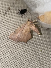 Slossonia rubrotincta