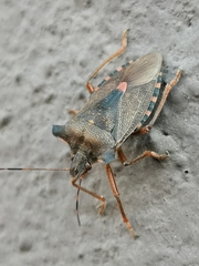 Pentatoma rufipes