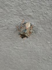 Pentatoma rufipes