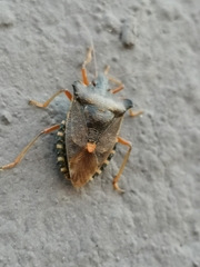 Pentatoma rufipes