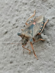 Pentatoma rufipes