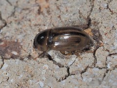 Labarrus cincticulus