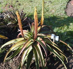 Aloe alooides