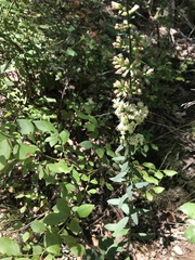 Solidago
