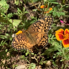 Euptoieta claudia