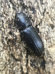 Tenebroides americanus