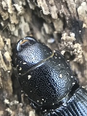 Tenebroides americanus