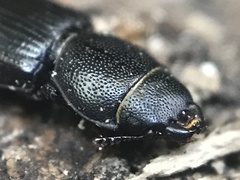 Tenebroides americanus