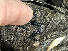 Tenebroides americanus